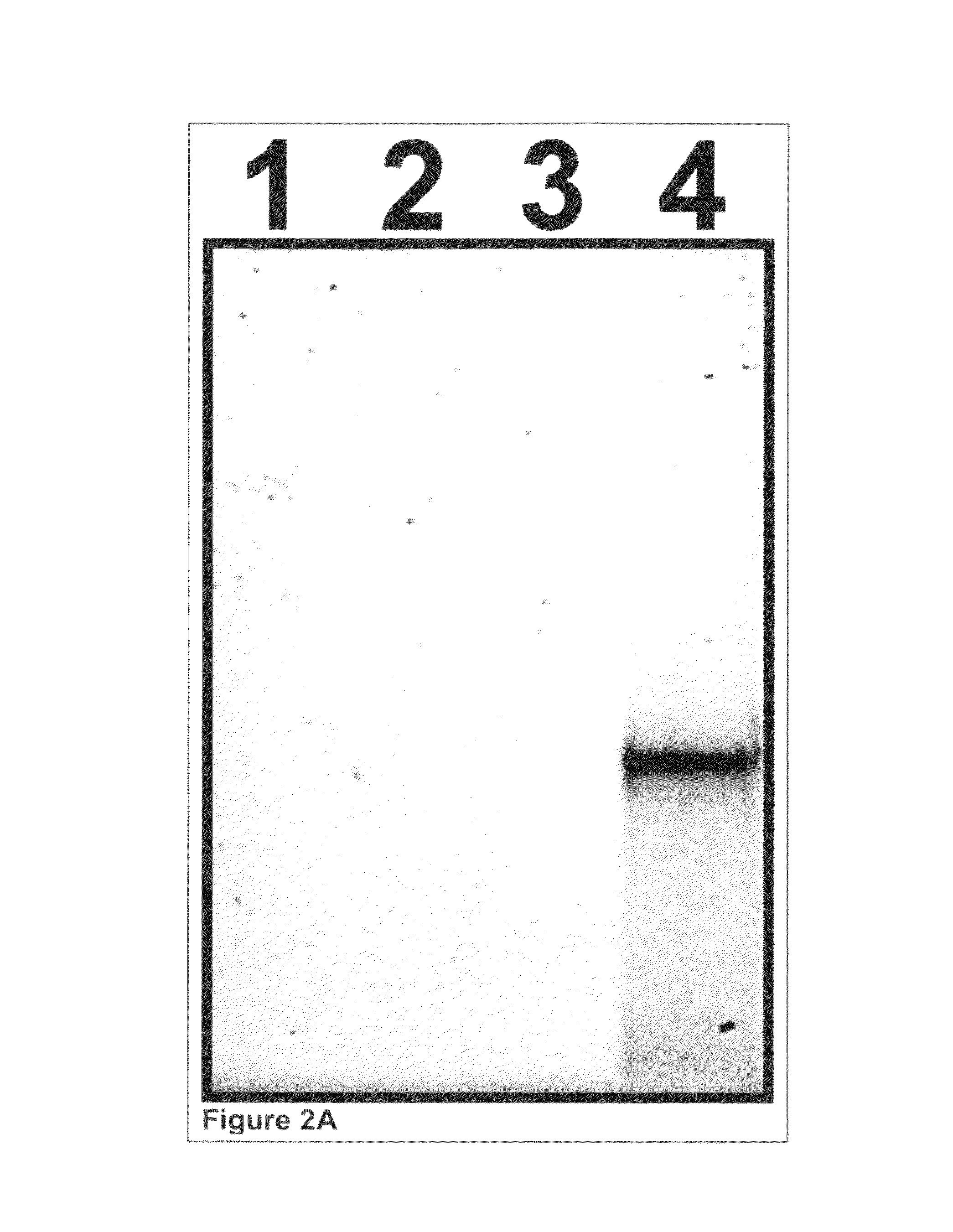 Amplifying bisulfite-treated template