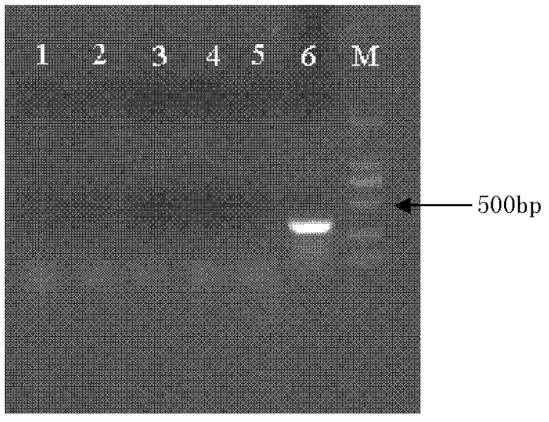 Characteristic Nucleotide Sequence, Nucleic Acid Molecular Probe and Method for Identifying Cantonese Cordyceps