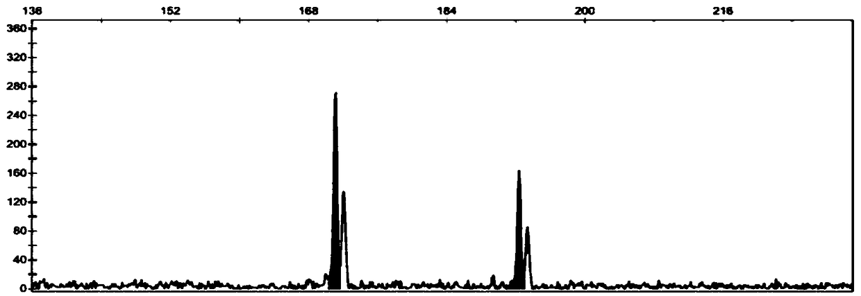 Quadruple fluorescent SSR molecular marker detection method for tea tree