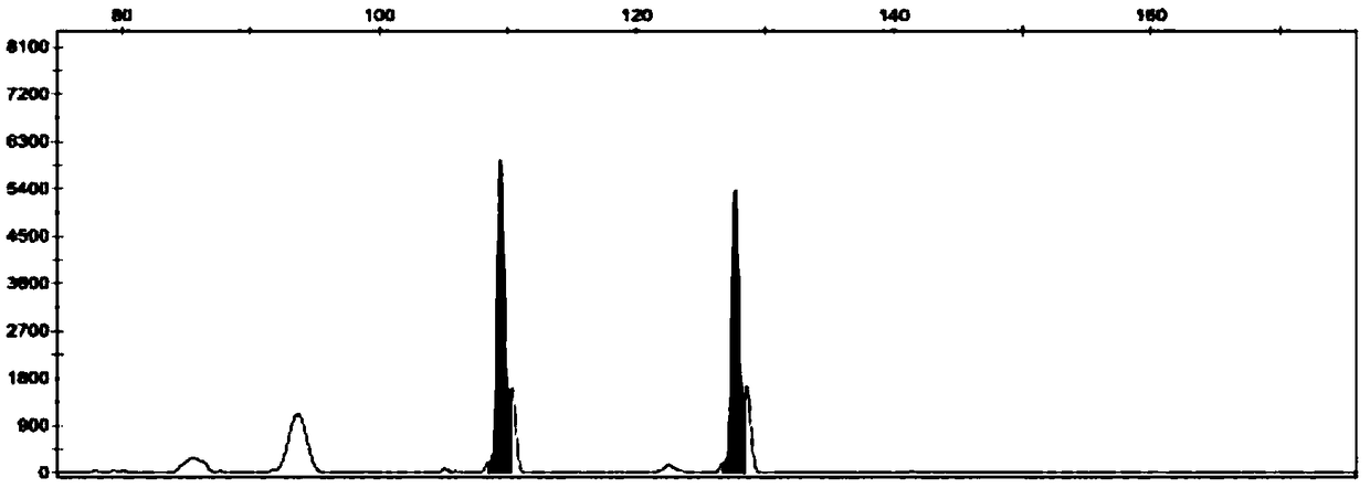 Quadruple fluorescent SSR molecular marker detection method for tea tree