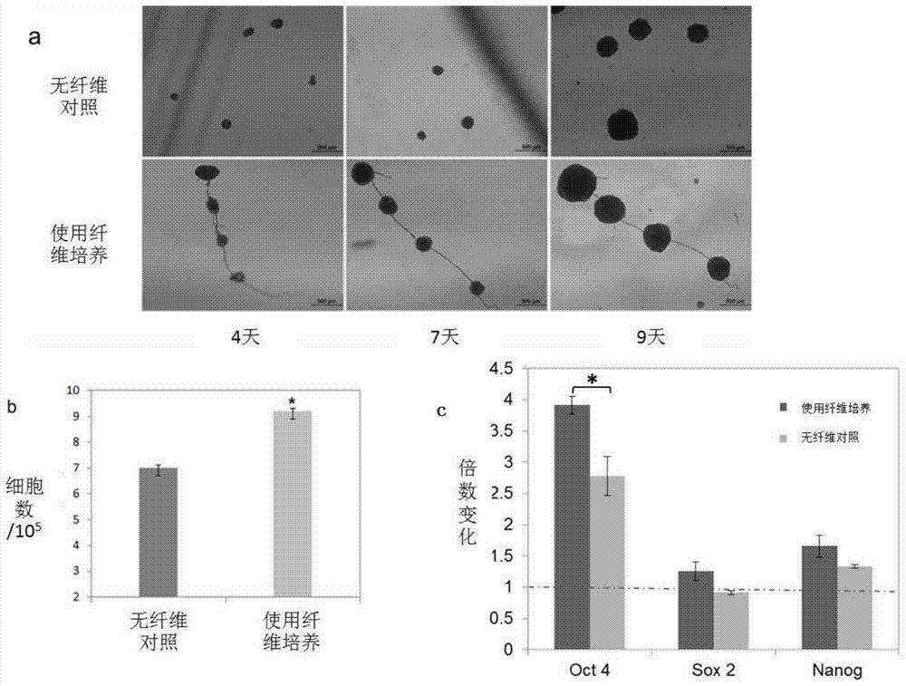 A method for selectively purifying and expanding stem cells in large quantities