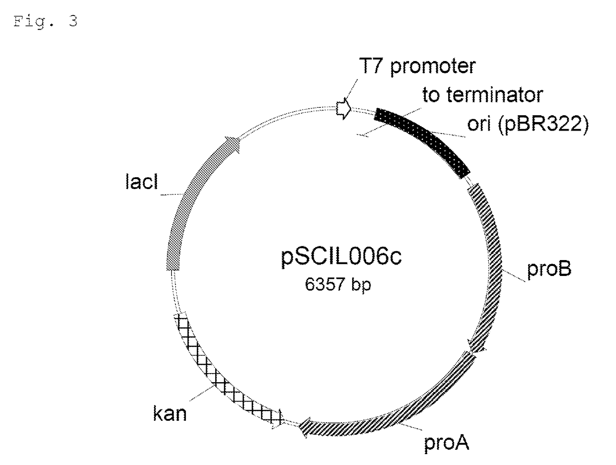 T7 expression system, method for its production and use thereof for producing recombinant proteins