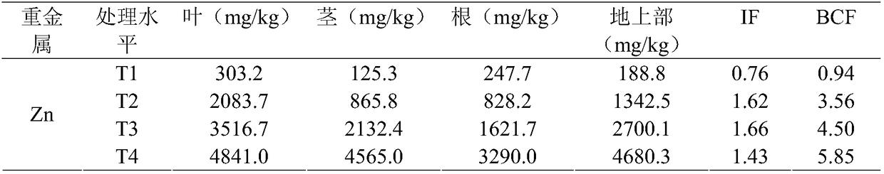 Method for repairing zinc polluted soil and sludge by using aster subulatus