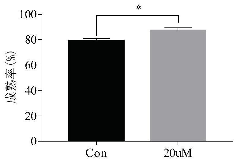 Application of Luo Han Guo extract mogroside V in promoting oocyte maturation in vitro