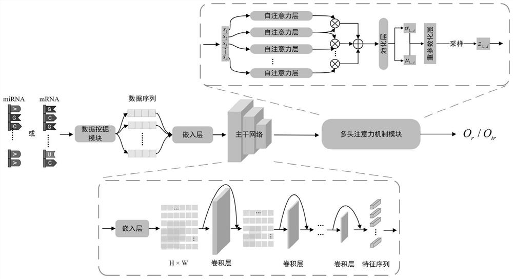 MiRNA-mRNA target prediction method based on sequence statistical characterization learning