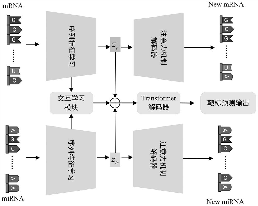 MiRNA-mRNA target prediction method based on sequence statistical characterization learning