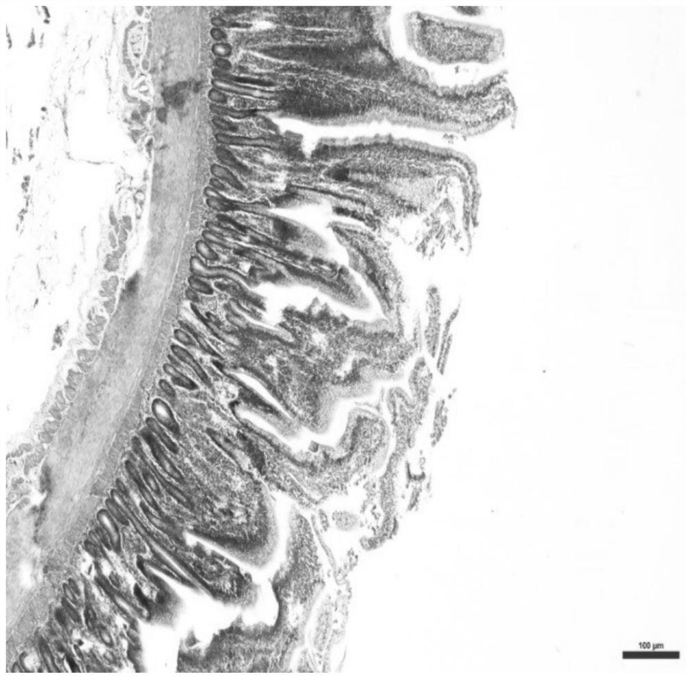 Application of fermented wormwood in preparation of product for improving production performance and antioxidant capacity of broiler chicken