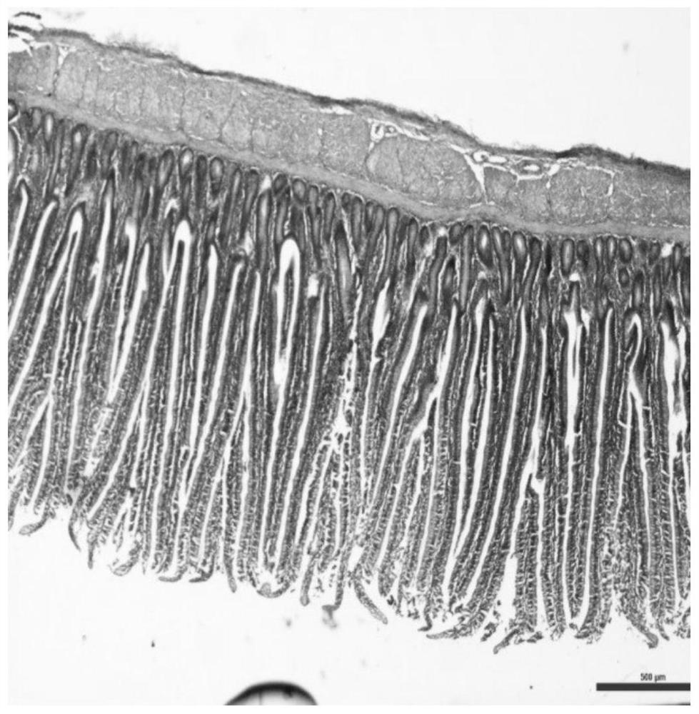 Application of fermented wormwood in preparation of product for improving production performance and antioxidant capacity of broiler chicken