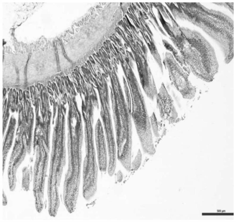 Application of fermented wormwood in preparation of product for improving production performance and antioxidant capacity of broiler chicken