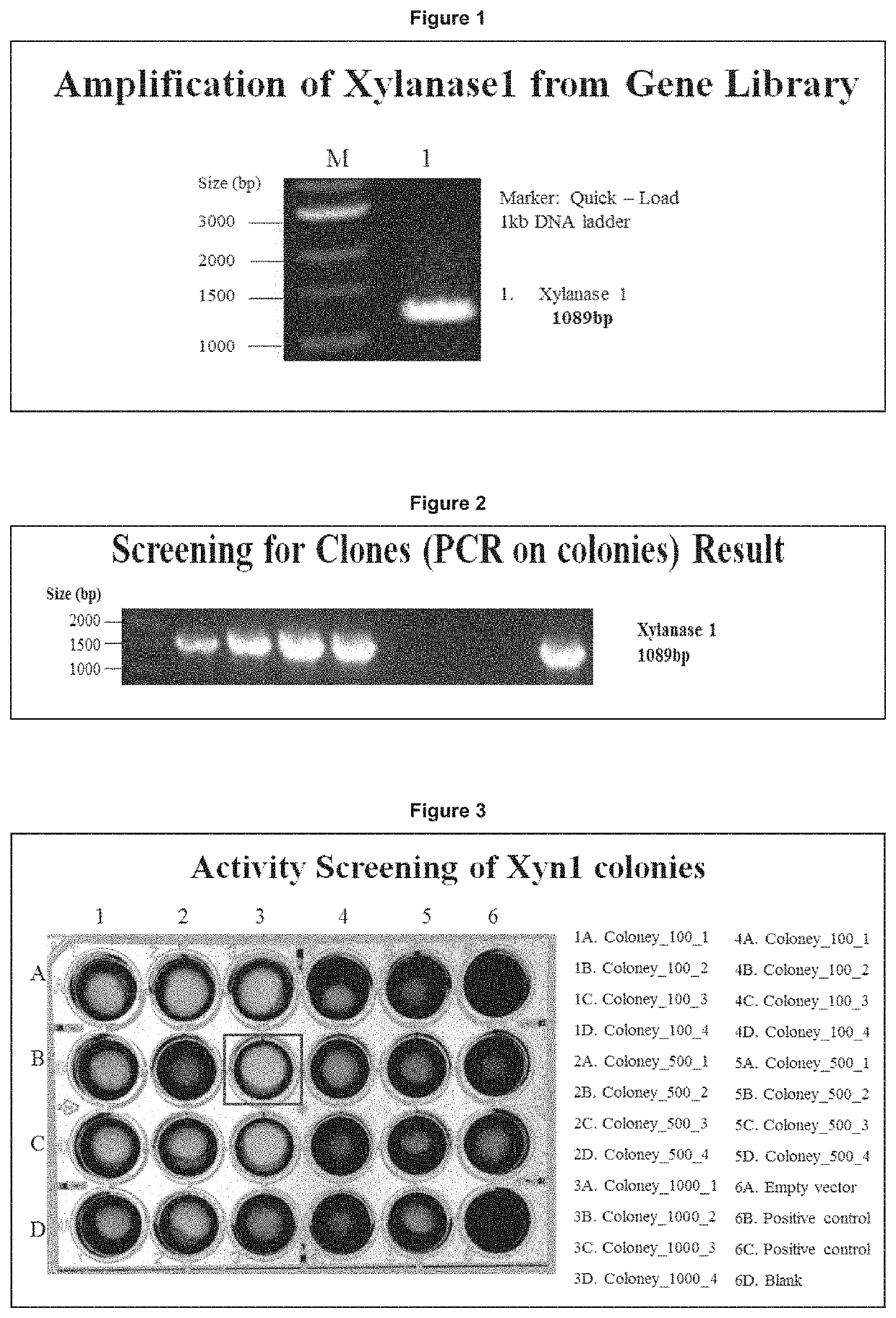 Polypeptide having xylanase activity