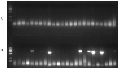 A Field Identification Method for Citrus Huanglongbing