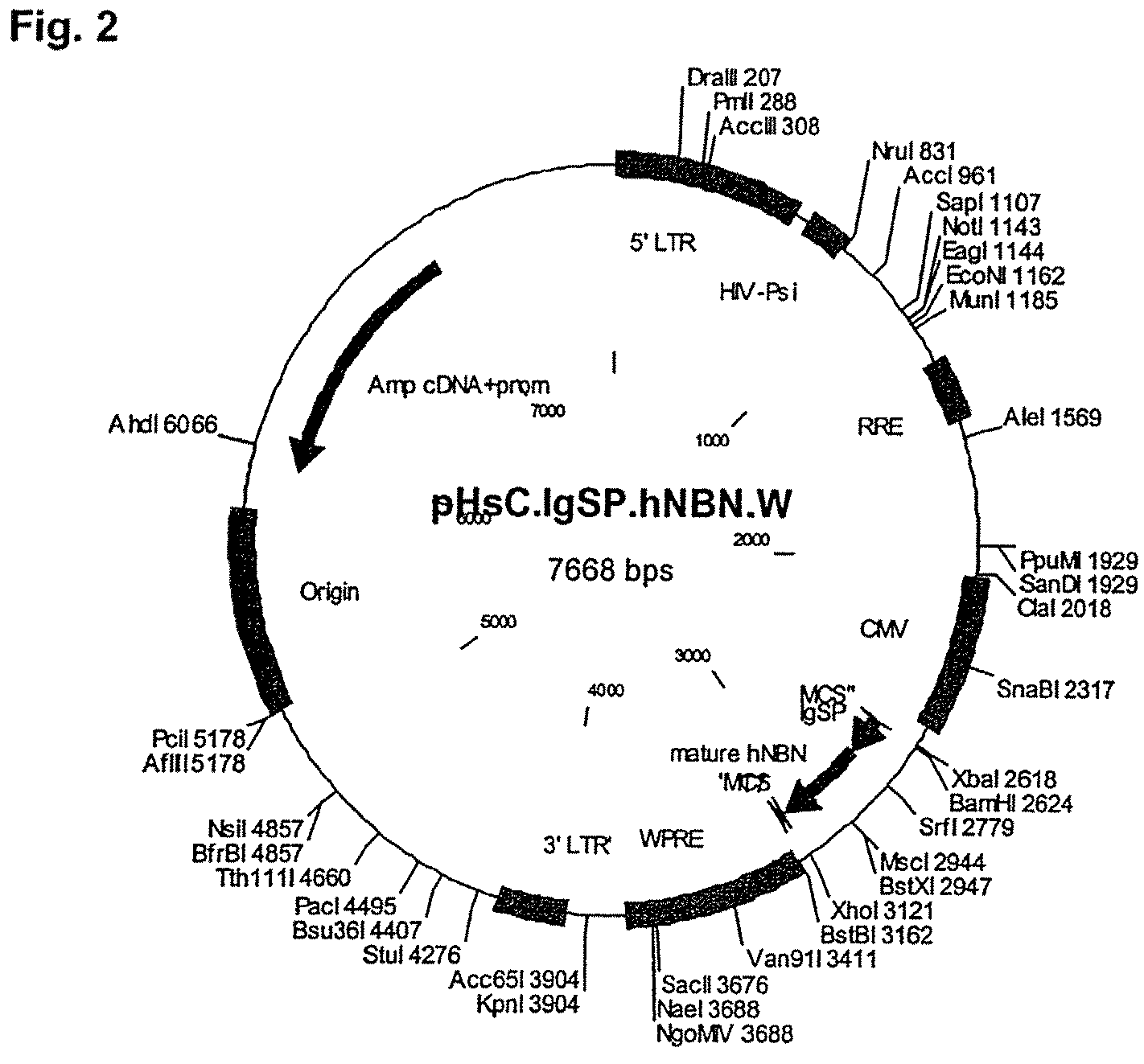 Secretion of neublastin