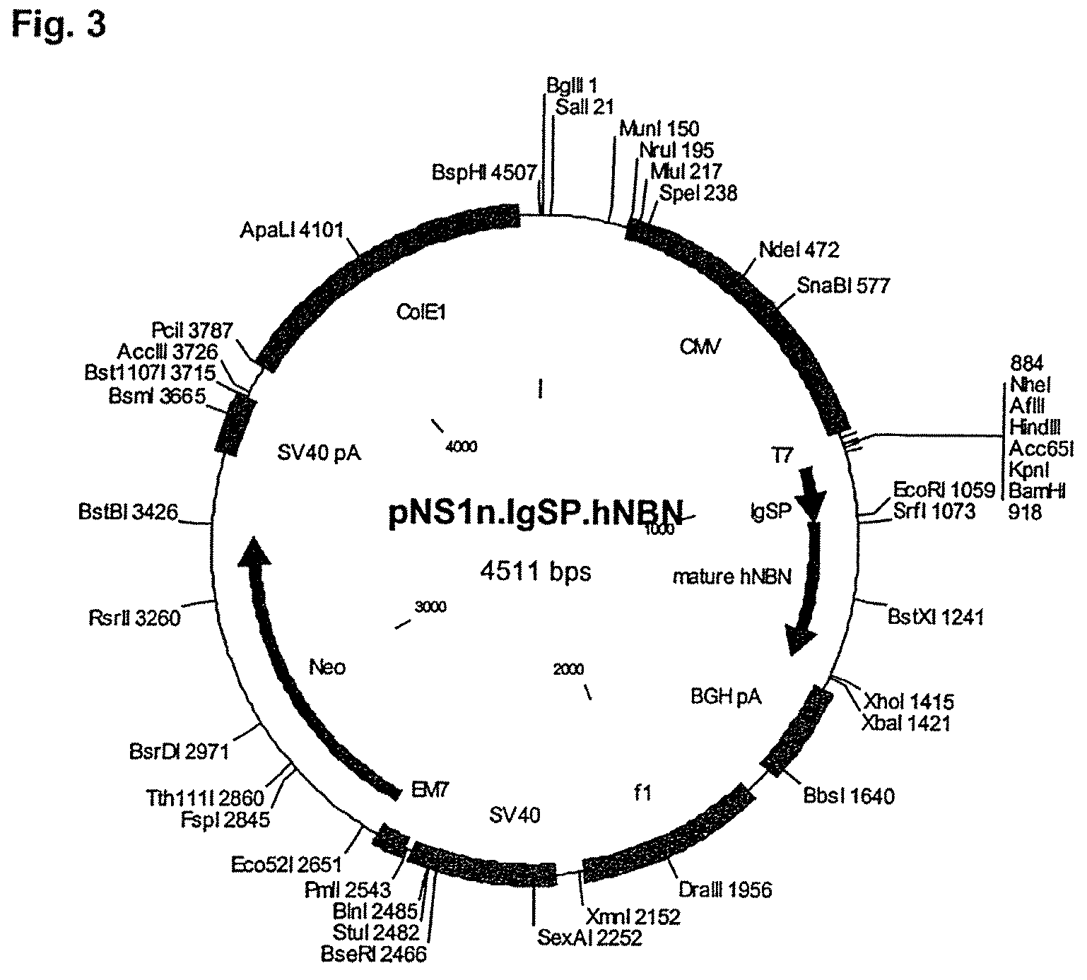 Secretion of neublastin