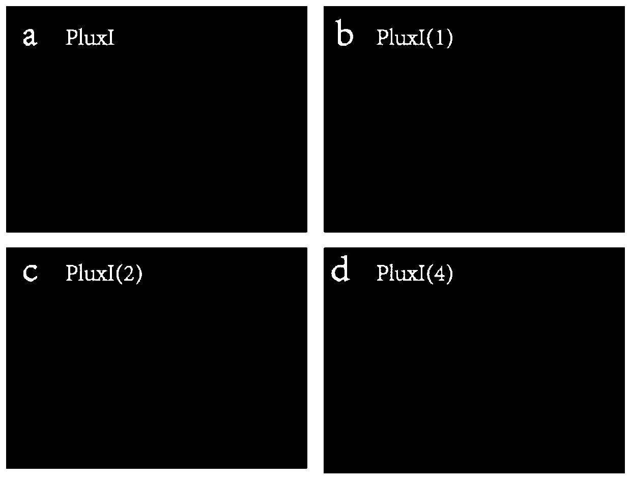 Iterative gene circuit based on vibrio fischeri quorum sensing system and T7 expression system, and application of iterative gene circuit