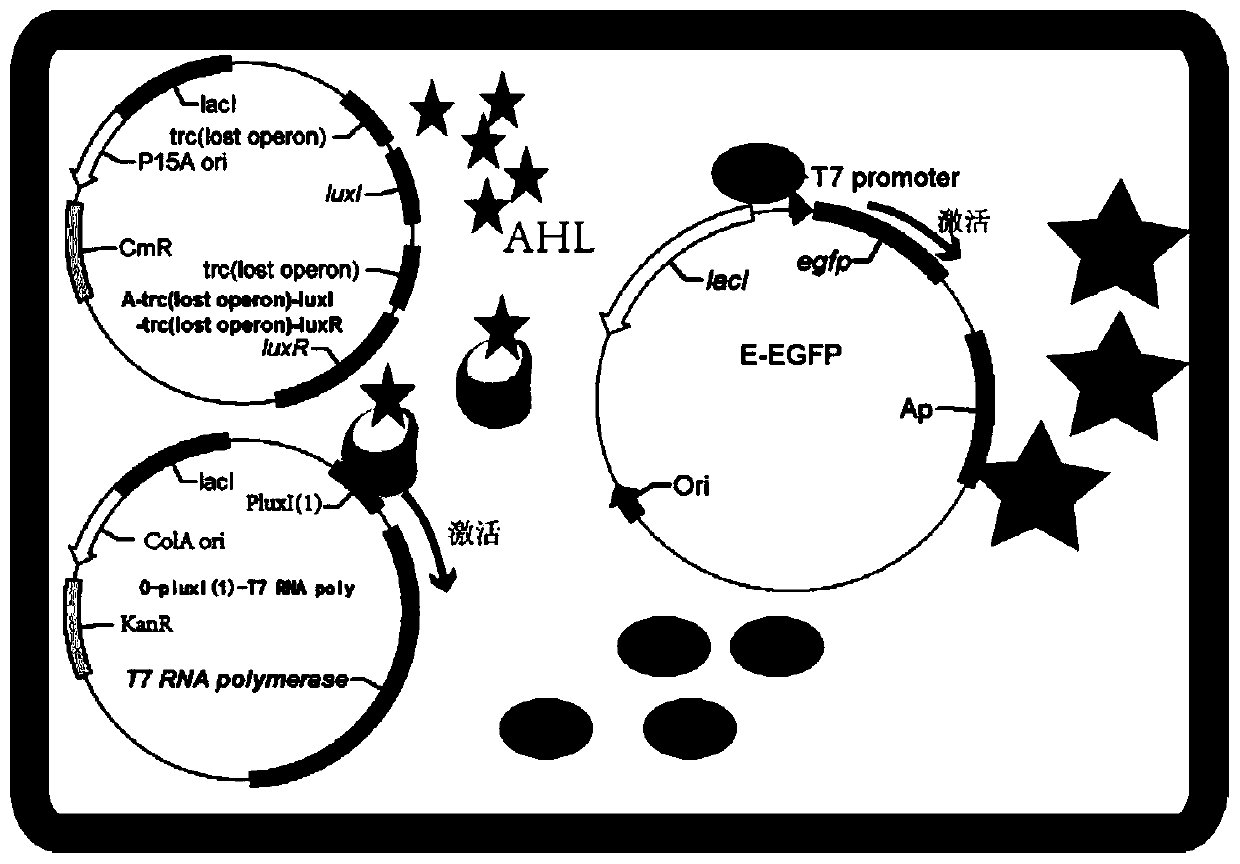 Iterative gene circuit based on vibrio fischeri quorum sensing system and T7 expression system, and application of iterative gene circuit