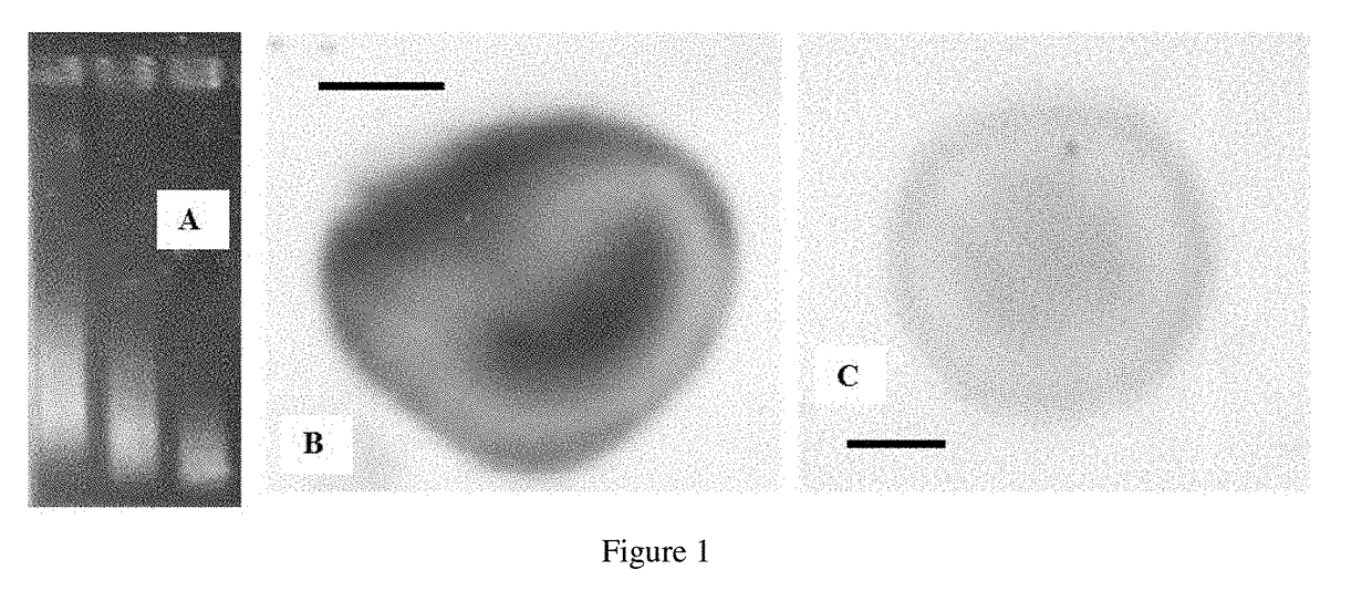 Method for Poly Signal Activation of Apoptosis of Malignant Solid Tumour Cells