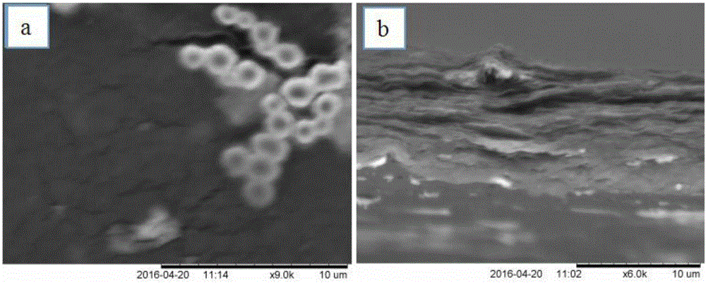 Preparation method of anti-radiation biomimetic membrane