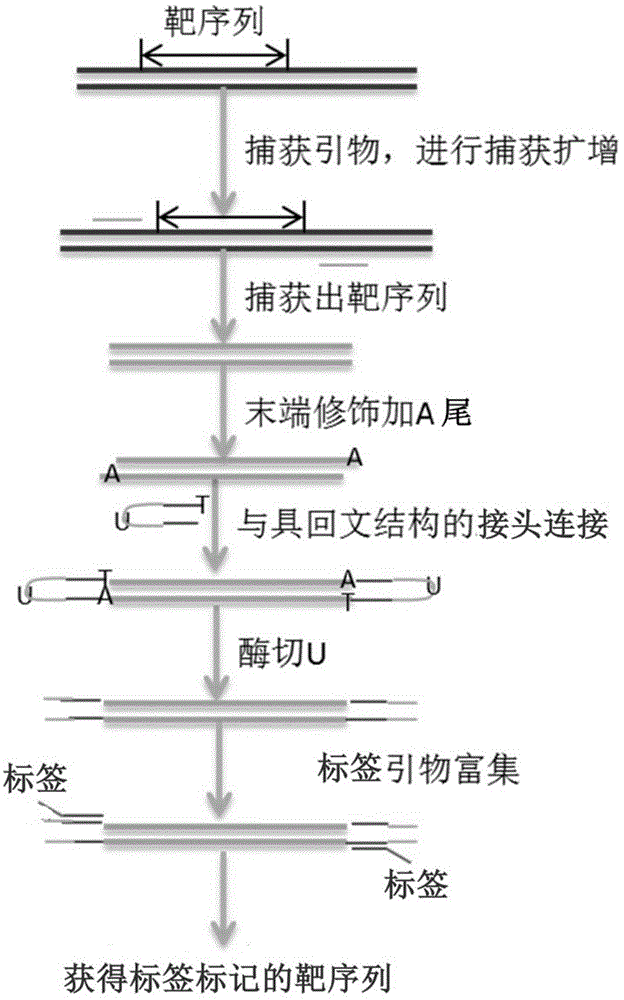 Method and kit for detecting one or more target sequence of multiple samples based on high-throughput sequencing