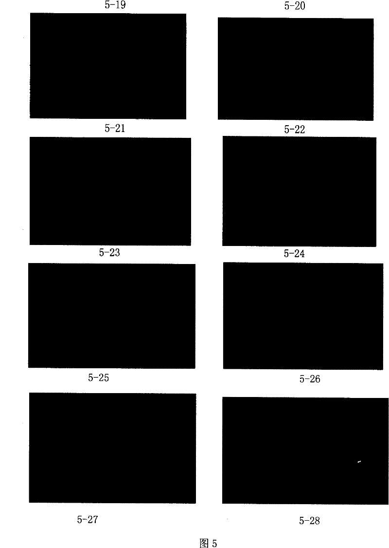 Primer system and method for detecting and analyzing avian influenza virus