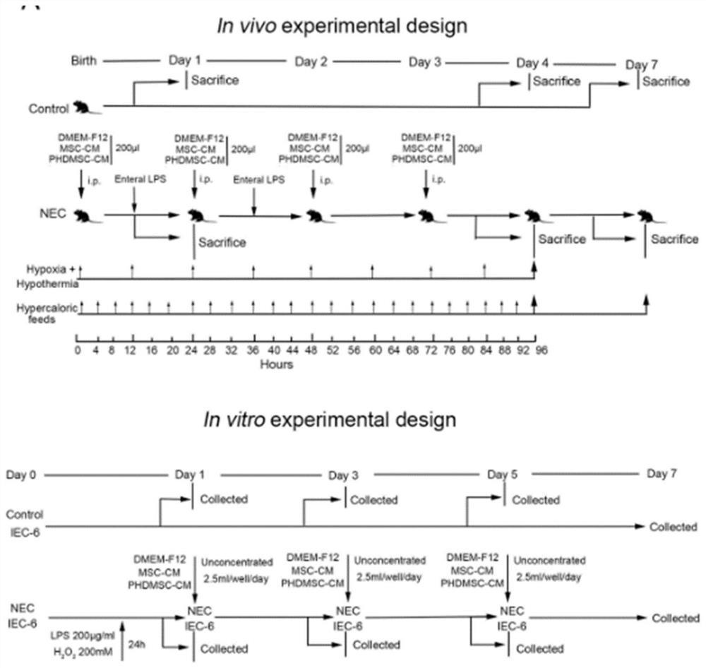 Method for preparing BM-MSCs conditioned medium, conditioned medium and application