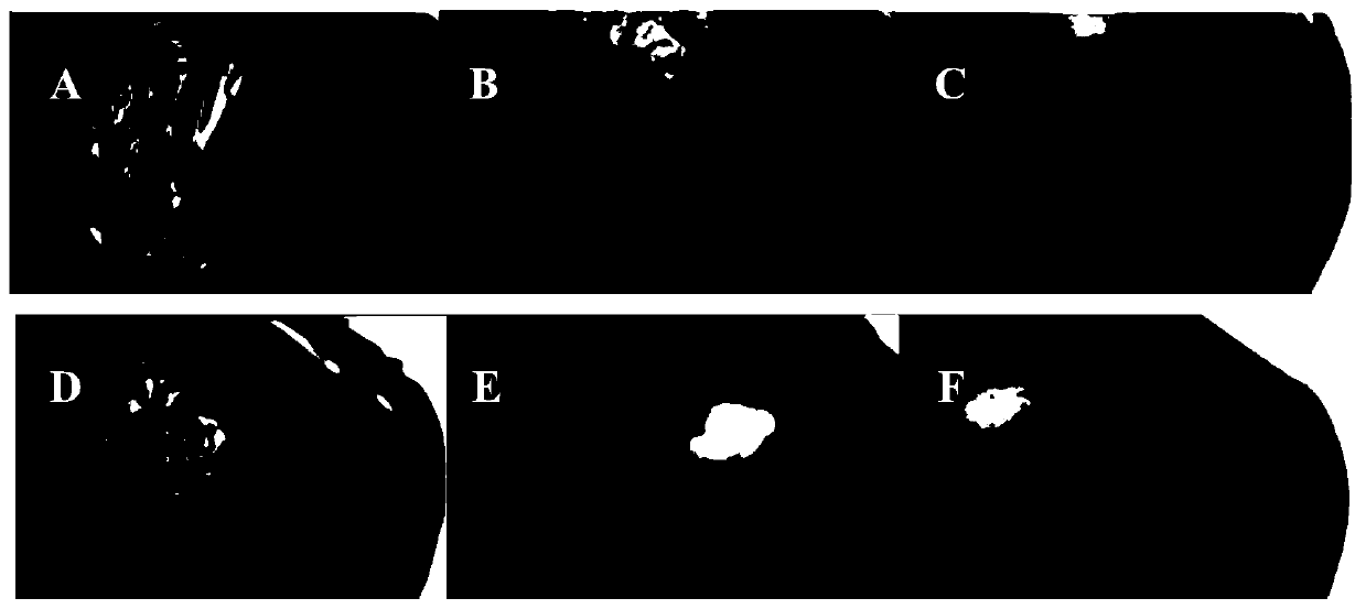 Vegetable and fruit preservative and preparation method and application thereof