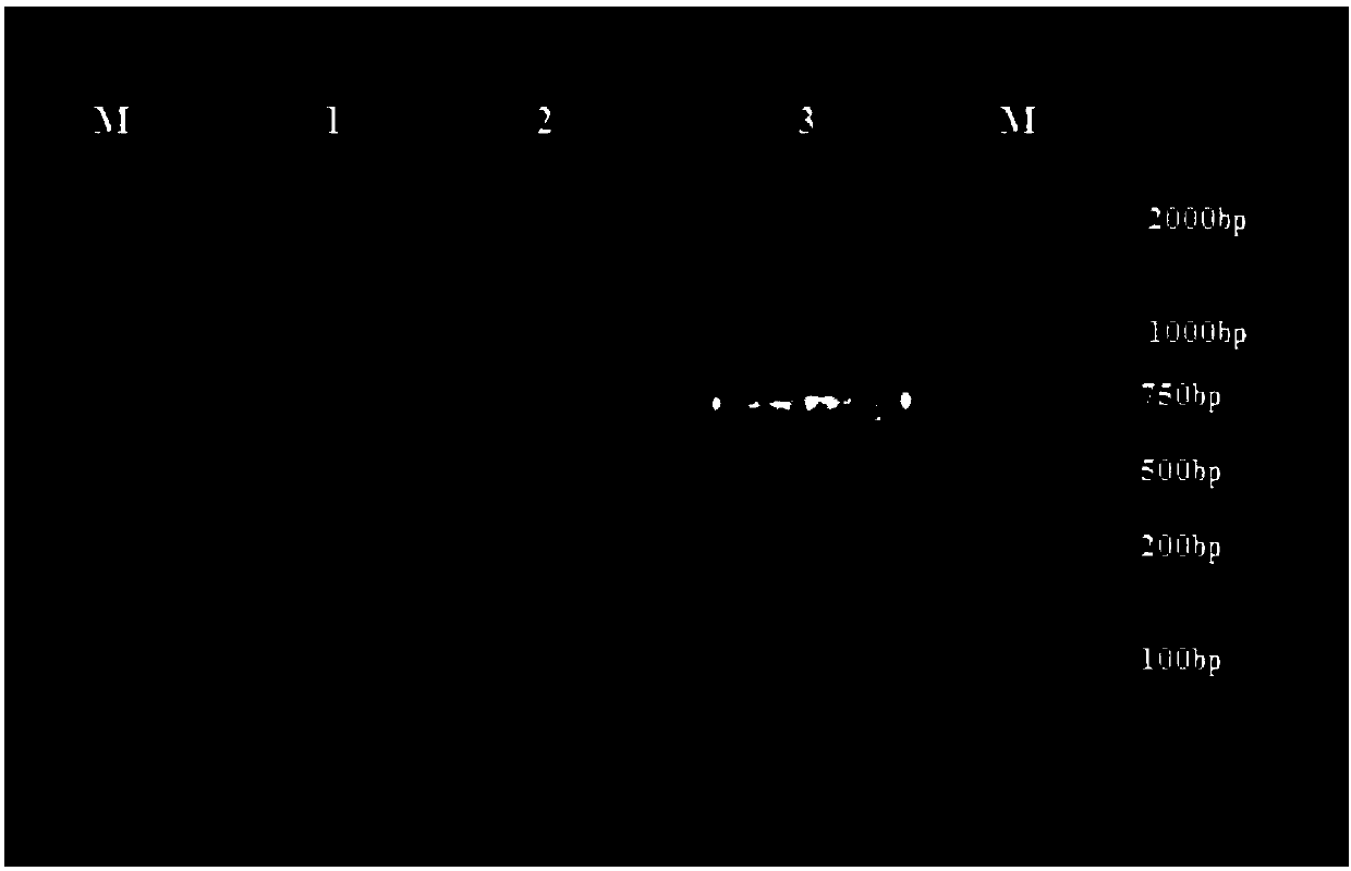 Erianthus fulvus calmodulin-like gene ErCML30 under low-temperature stress expression in erianthus fulvus wild species