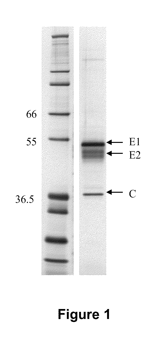 Alphavirus and Alphavirus Replicon Particle Formulations and Methods