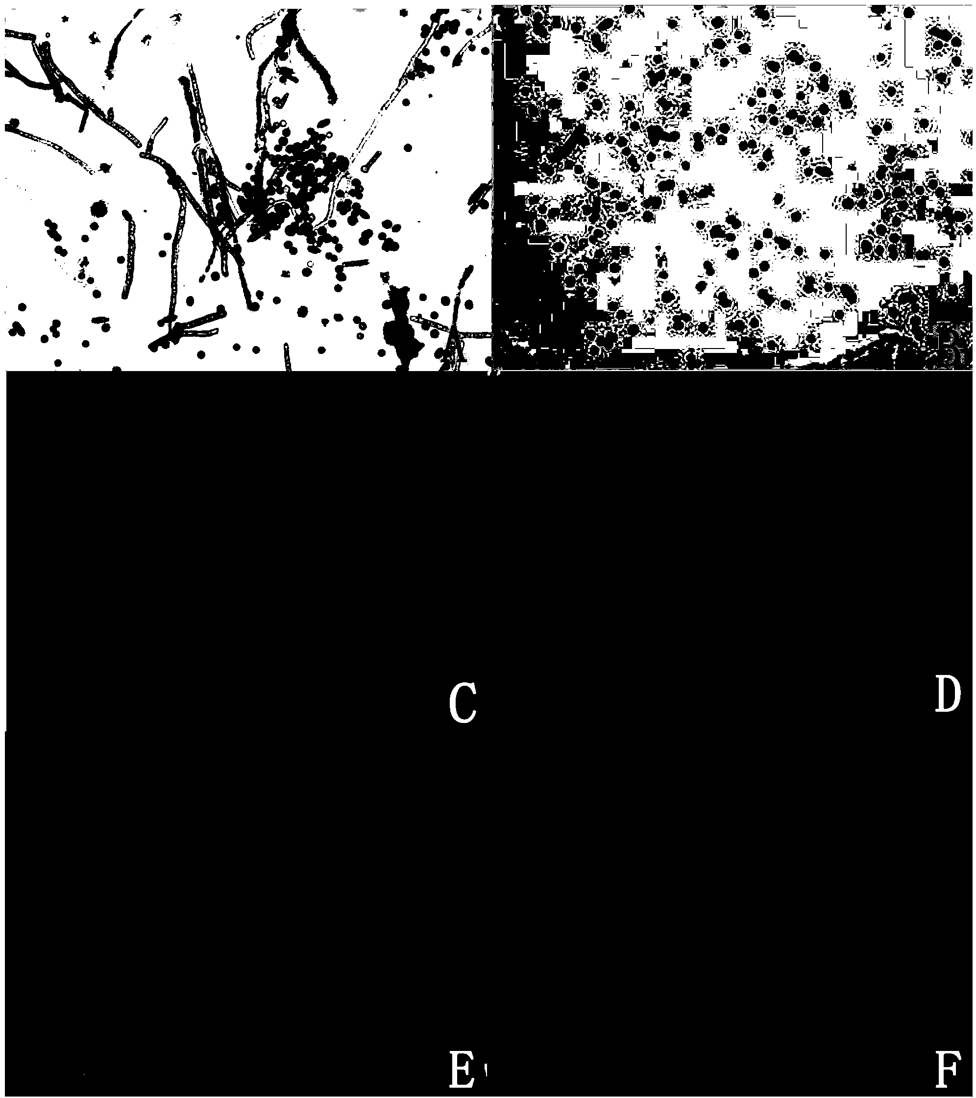 Cladosporium sp. strain, and extract and application thereof