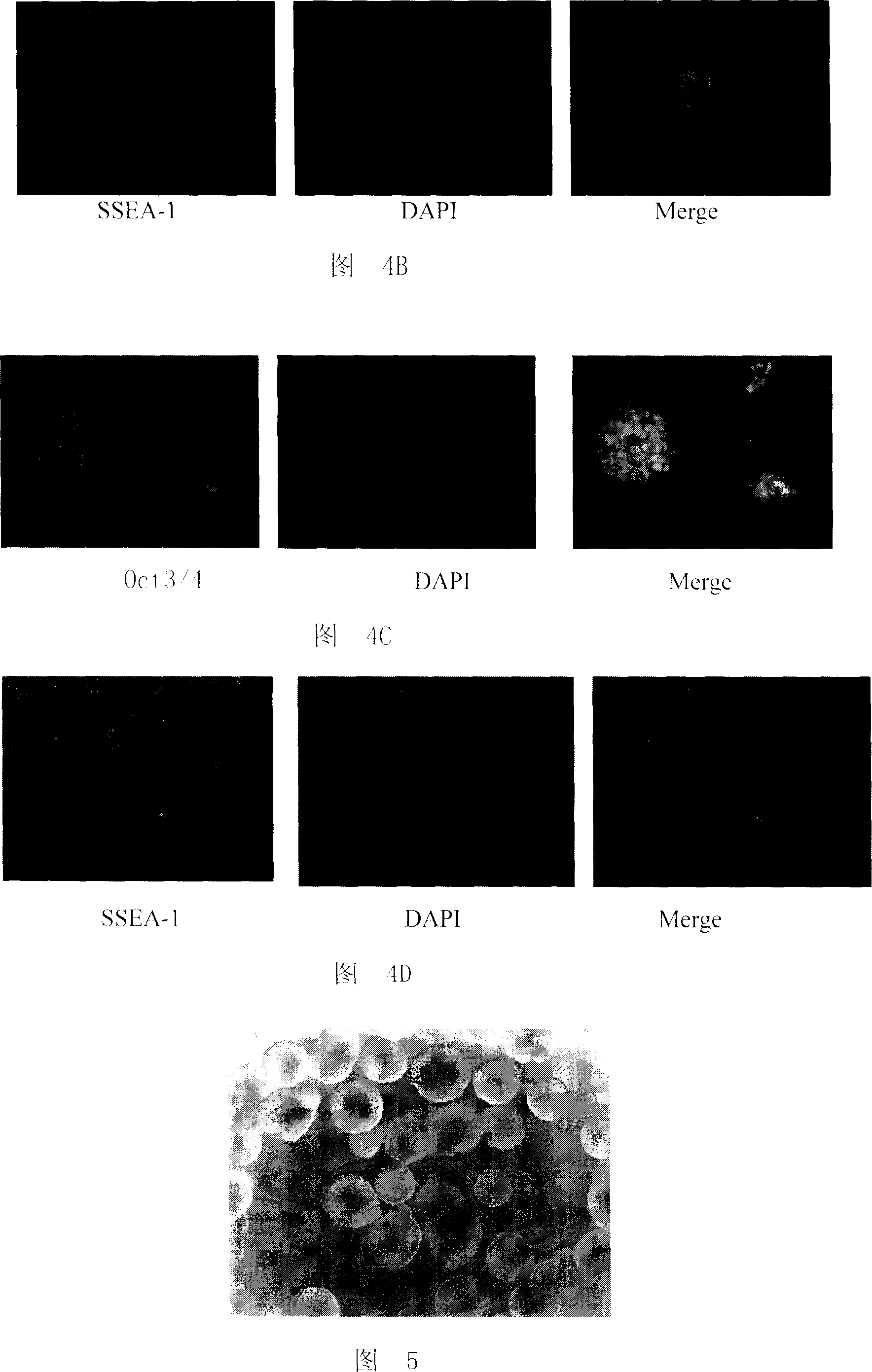 Method for culturing mouse embryo stem cell and its dedicated culture medium