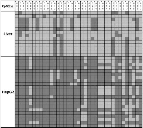 Tumor marker STAMP-EP6 based on methylated modification