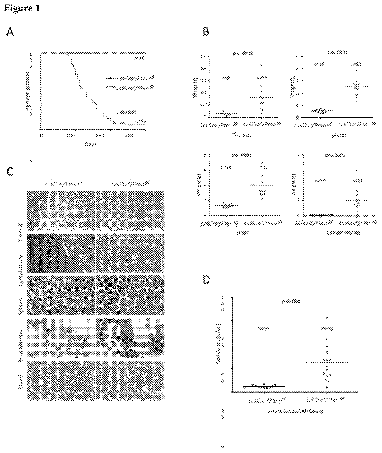 P13K-MTORC1-S6K1 signaling pathway biomarkers predictive of anti-cancer responses