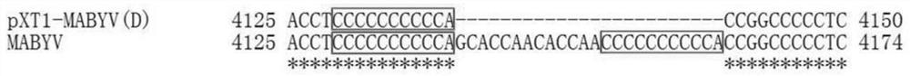 Infectious clone recombinant vector of melon aphid-borne yellows virus