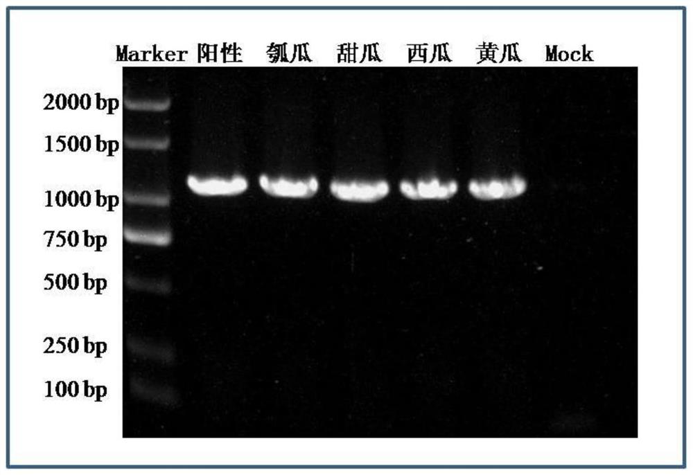 Infectious clone recombinant vector of melon aphid-borne yellows virus