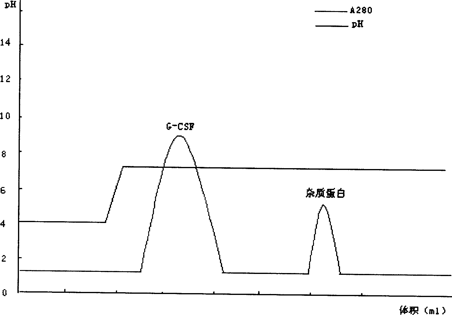 Recombinant human granulocyte colony stimulating factor and one-step purifying process for chemical modifications thereof