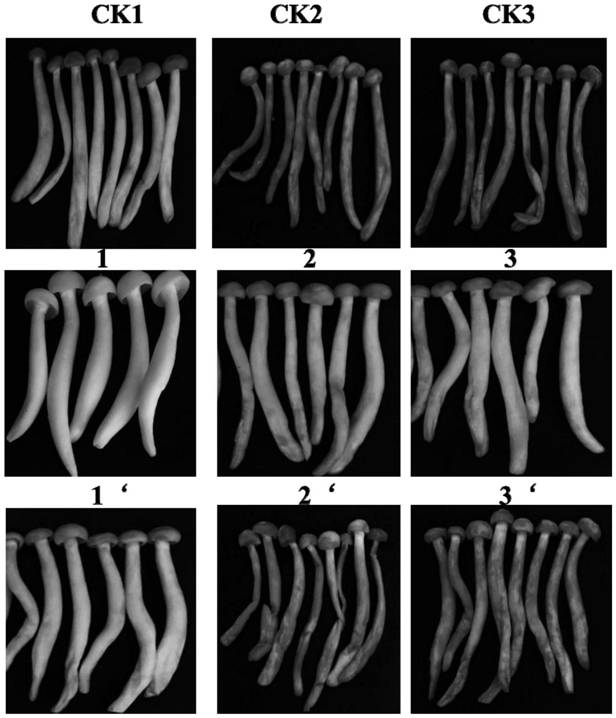 Bacillus subtilis, edible fungus pre-picking treatment preparation and application of edible fungus pre-picking treatment preparation