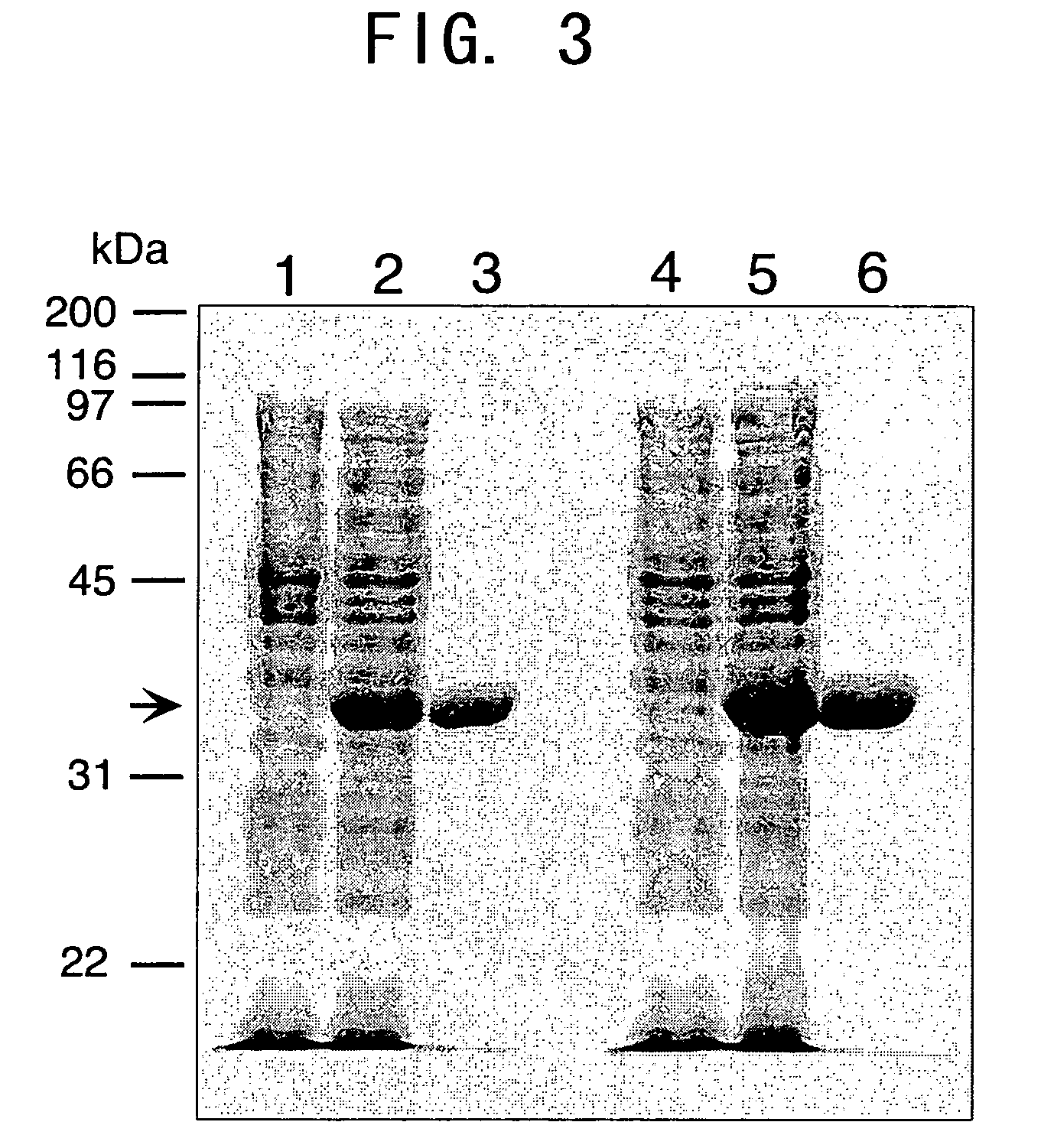 Juvenile hormone transmethylase genes and method of using the same