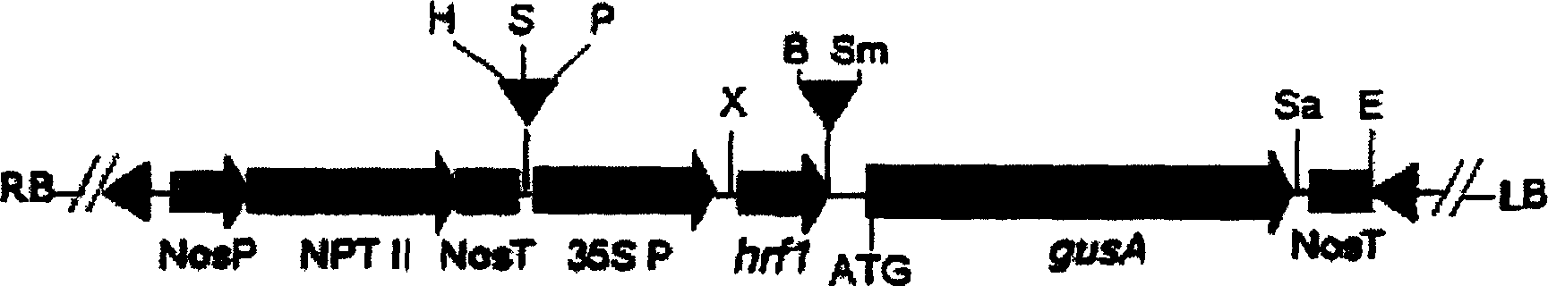 Transgene plant breeding method using Rice flavamonocell hrf 1 gene