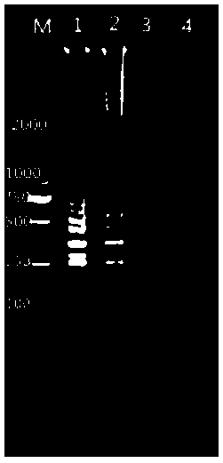 Enterobacter cloacae 16SrDNA and primer group Yg2 and application thereof in aspect of enterobacter cloacae molecule detection