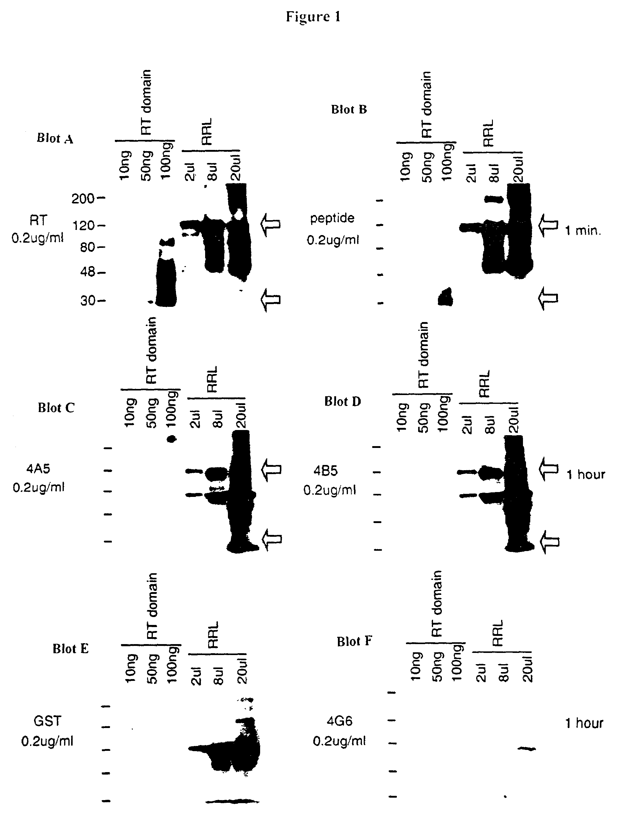 Selective binding agents of telomerase