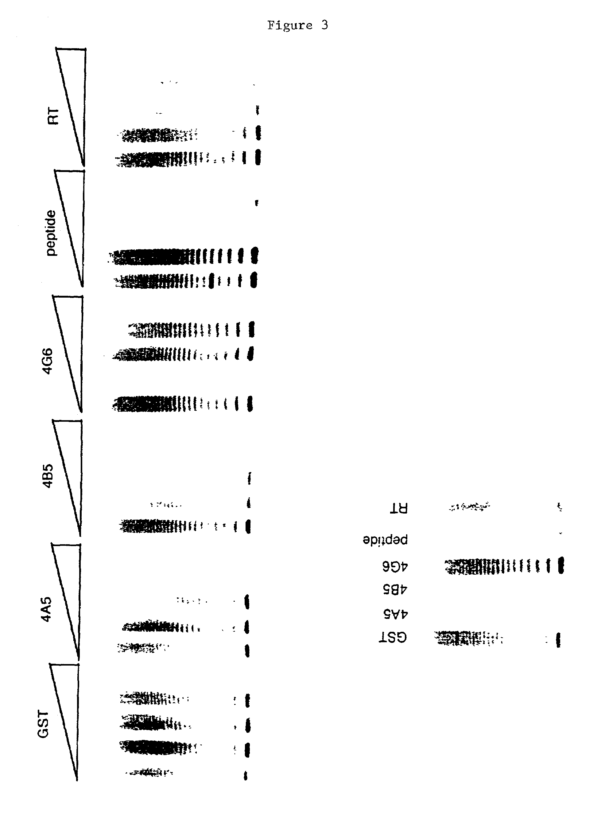 Selective binding agents of telomerase