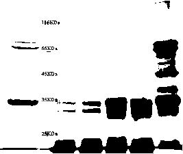 Composite high peptidergic biological protein feed and preparation method thereof