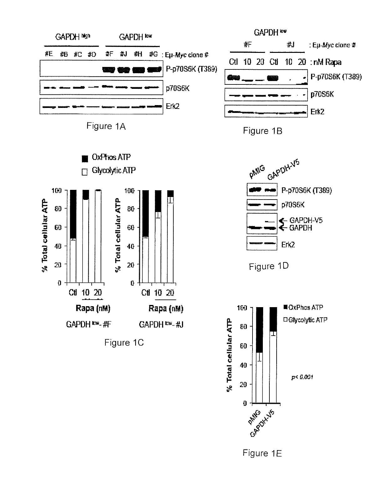 METHOD FOR PREDICTING THE RESPONSIVENESS OF A PATIENT TO A TREATMENT WITH mTOR INHIBITORS