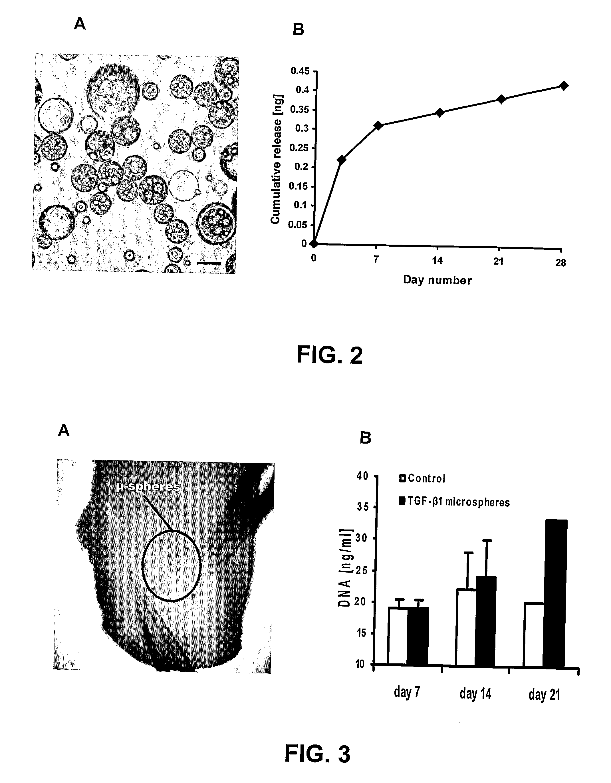 Hollow and Porous Orthopaedic or Dental Implant that Delivers a Biological Agent