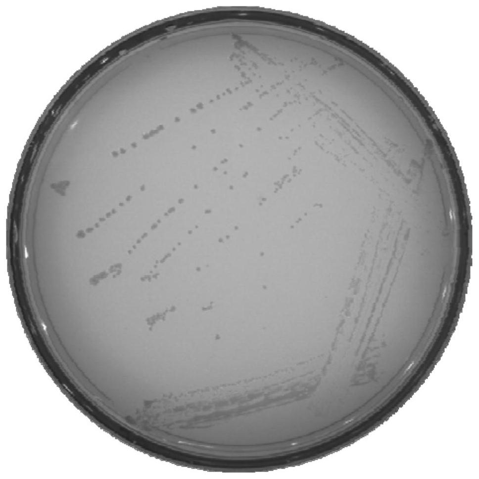 Composite organic bacterial fertilizer as well as preparation method and application thereof