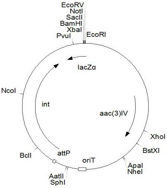 Milbemycin positive regulation gene milR and overexpressed genetic engineering bacterium, preparation method and application thereof