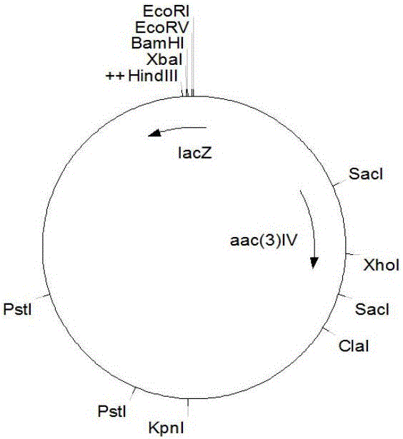 Milbemycin positive regulation gene milR and overexpressed genetic engineering bacterium, preparation method and application thereof