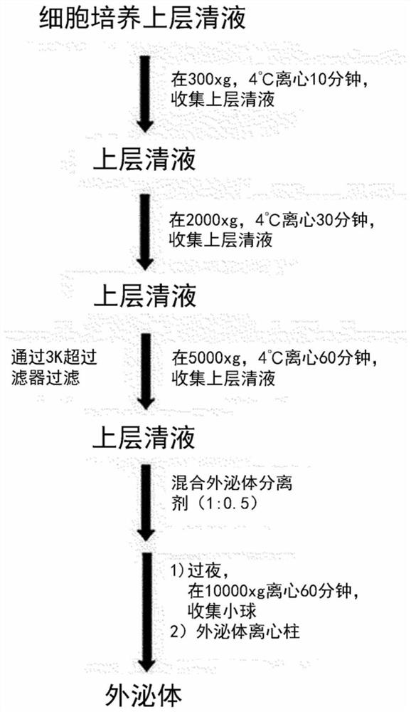 Composition comprising stem cell-derived exosomes for adipogenic differentiation induction, adipose tissue regeneration, skin whitening or wrinkle amelioration