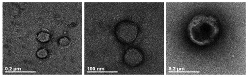 Composition comprising stem cell-derived exosomes for adipogenic differentiation induction, adipose tissue regeneration, skin whitening or wrinkle amelioration