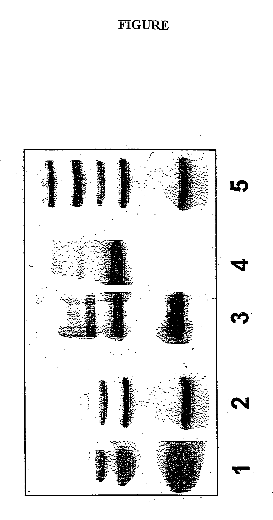 Molecular weight markers for western blot