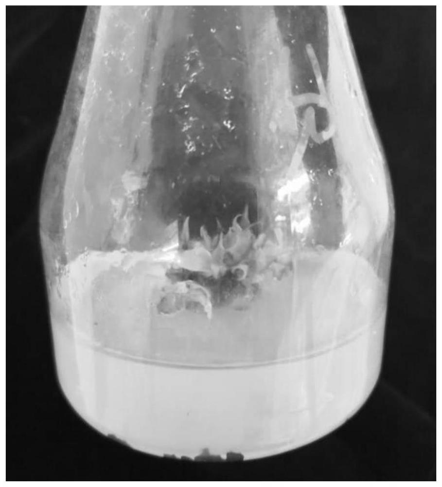 A method for improving regeneration efficiency during camphor tissue culture